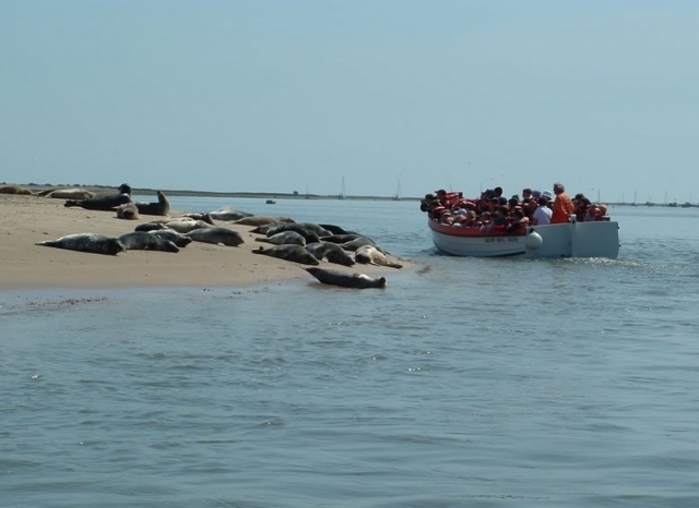 Seal spotting